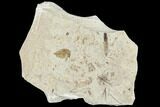 Fossil Wasp (Hymenoptera) & Leaf - Green River Formation, Utah #109118-1